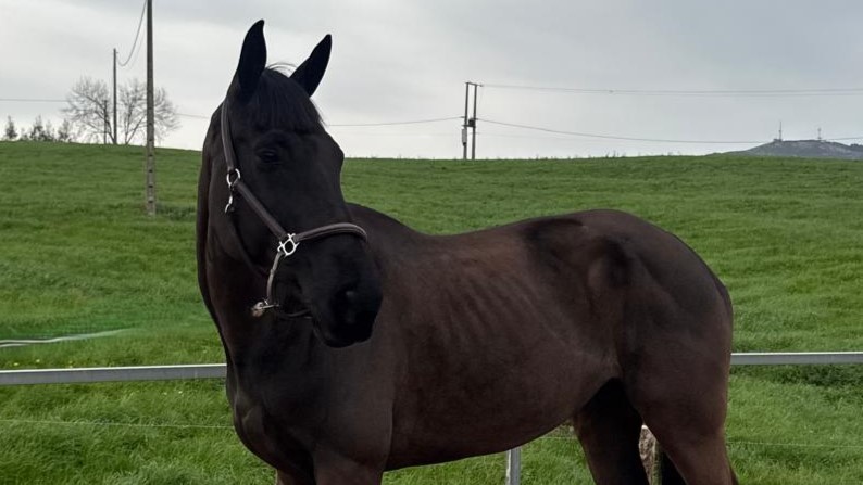 horse